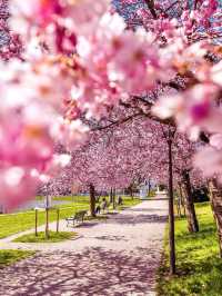 Zurich, Switzerland｜A Spring Stroll Beneath Sakura Streets