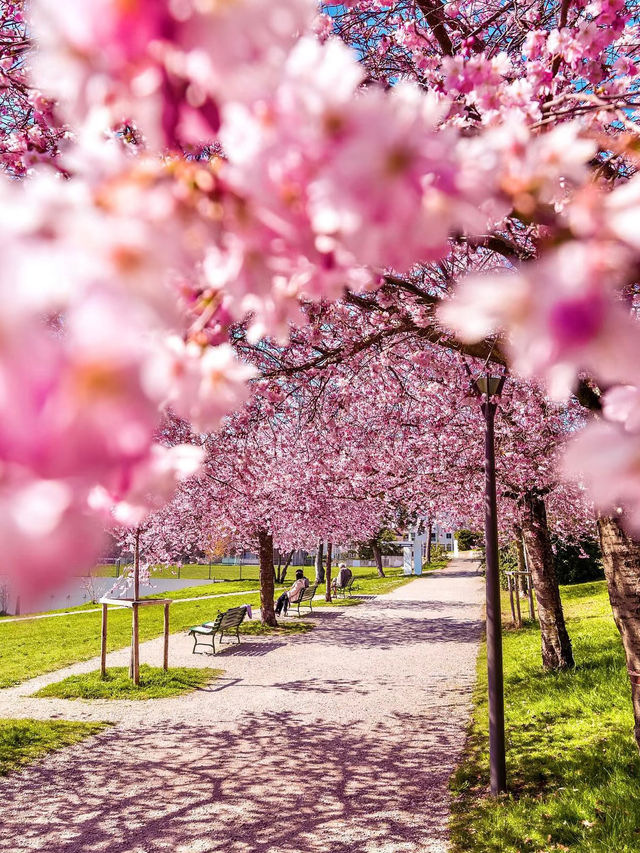 Zurich, Switzerland｜A Spring Stroll Beneath Sakura Streets