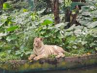 White Tiger spotted!!