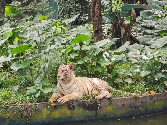 White Tiger spotted!!