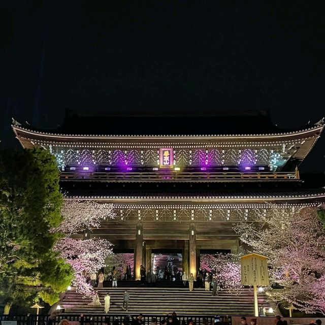 Quiet Vibes and Sakura Stealing the Spotlight