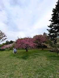 Honestly, kinda the perfect low-key hanami hangout.