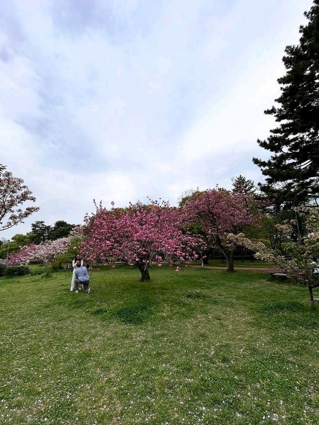 Honestly, kinda the perfect low-key hanami hangout.