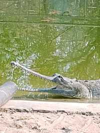 Chitwan National Park: Nepal’s Untamed Wilderness