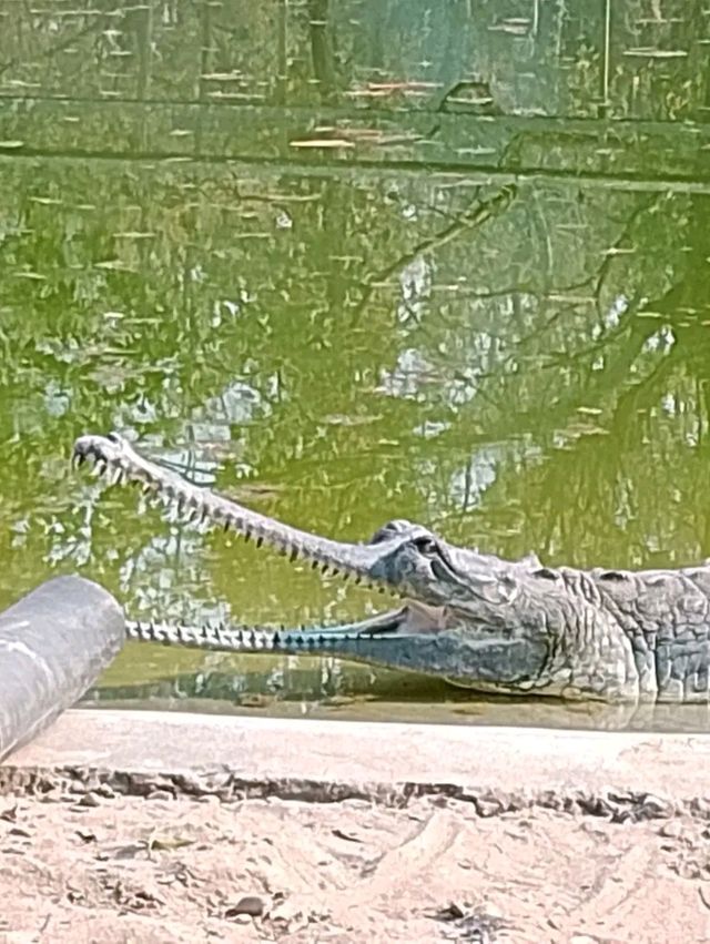 Chitwan National Park: Nepal’s Untamed Wilderness