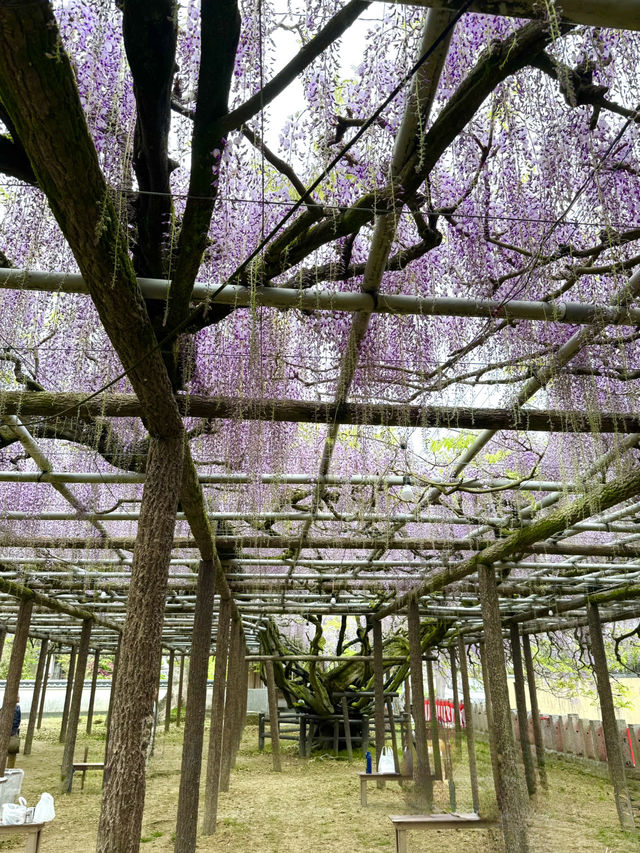 【福岡観光】樹齢100年以上の藤棚が広がる公園✨️