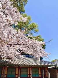 濟州島的春日浪漫：櫻花與海風相隨🌸💕