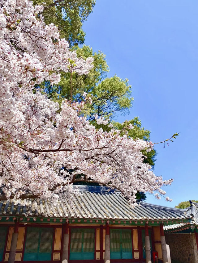 濟州島的春日浪漫：櫻花與海風相隨🌸💕