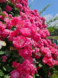 Incheon: Korea’s Coastal Gateway in Full Bloom