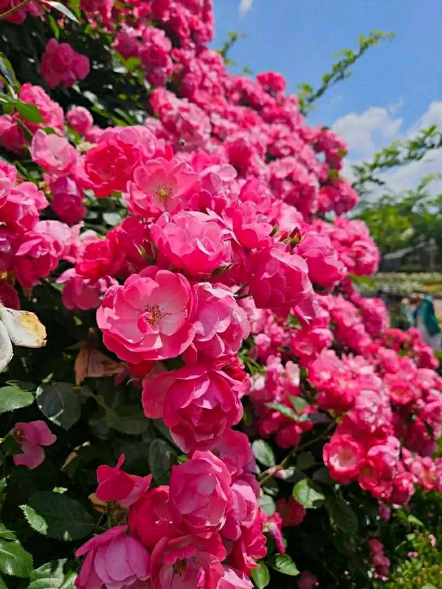 Incheon: Korea’s Coastal Gateway in Full Bloom