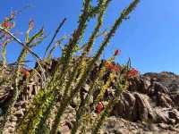 Joshua Tree National Park – CA
