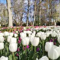 A Blooming Wonderland at Keukenhof Gardens 🌷