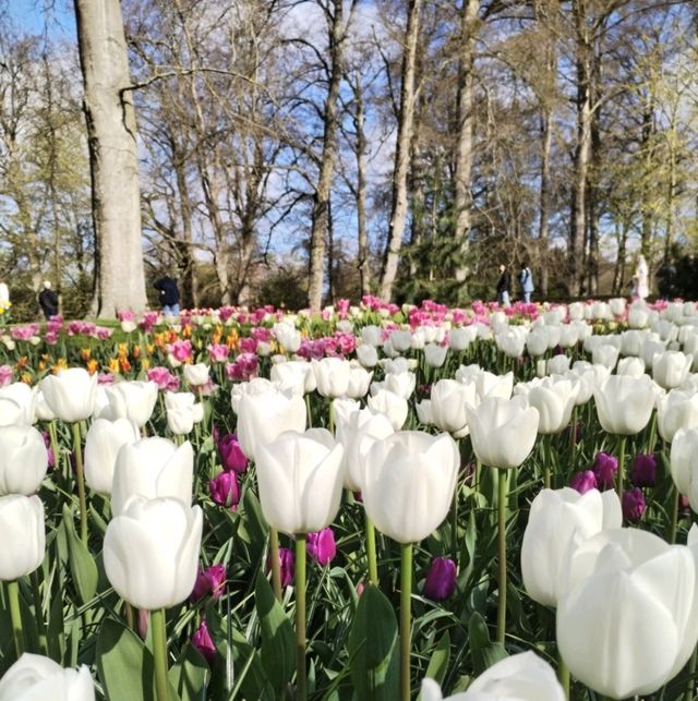 A Blooming Wonderland at Keukenhof Gardens 🌷