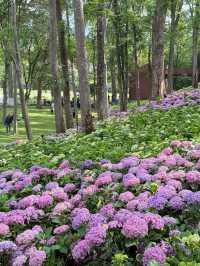 🌼 The Endless Summer Flower Sea at the Botanical Garden has finally arrived
