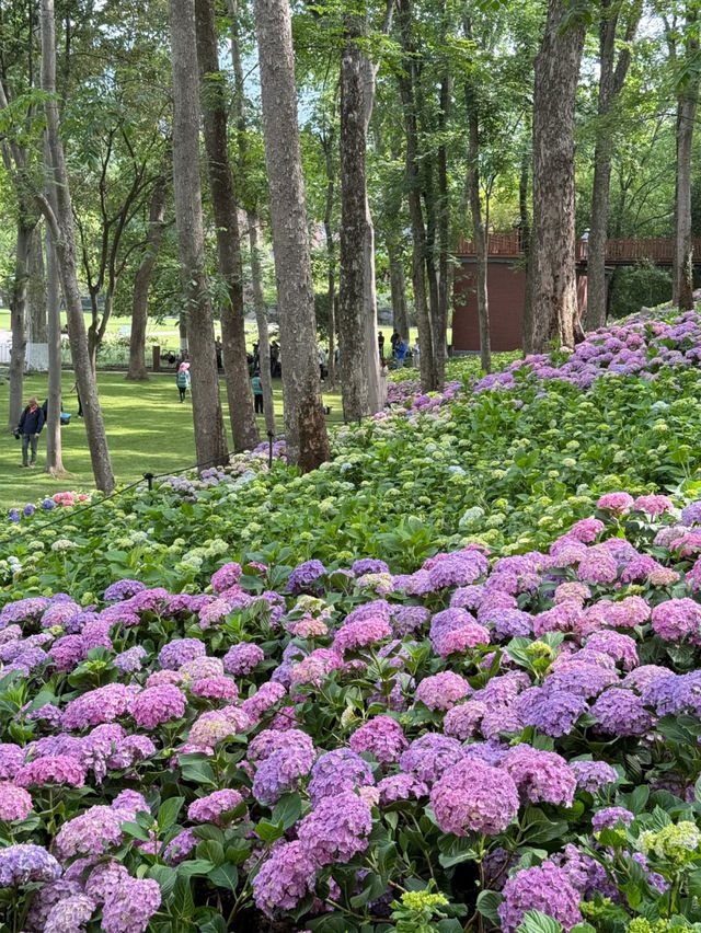 🌼 The Endless Summer Flower Sea at the Botanical Garden has finally arrived