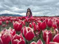 Our Abbotsford Tulip Escape: A Burst of Color
