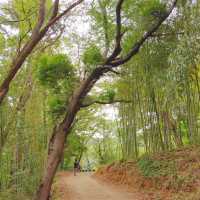 부산 기장에서 산책하기 좋은 대나무숲! 🌳🎍🎋