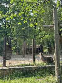 Exploring Seoul Forest 🌳🌿🌴🌱🦌: A Green Oasis in the City