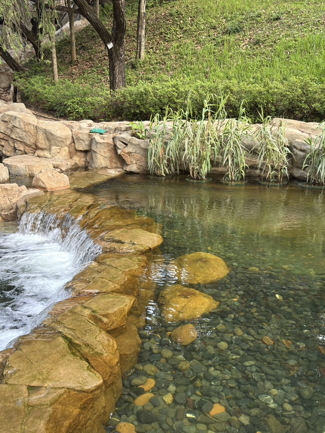 不用出國，香港公園的向日葵花海🌻☀️