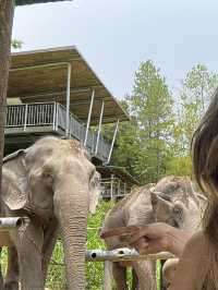 Best Elephant Sanctuary in Thailand