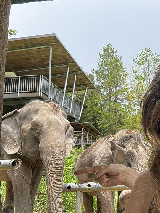 Best Elephant Sanctuary in Thailand