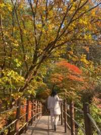【ソウル近郊】ロケ地によくなる樹木園🌲