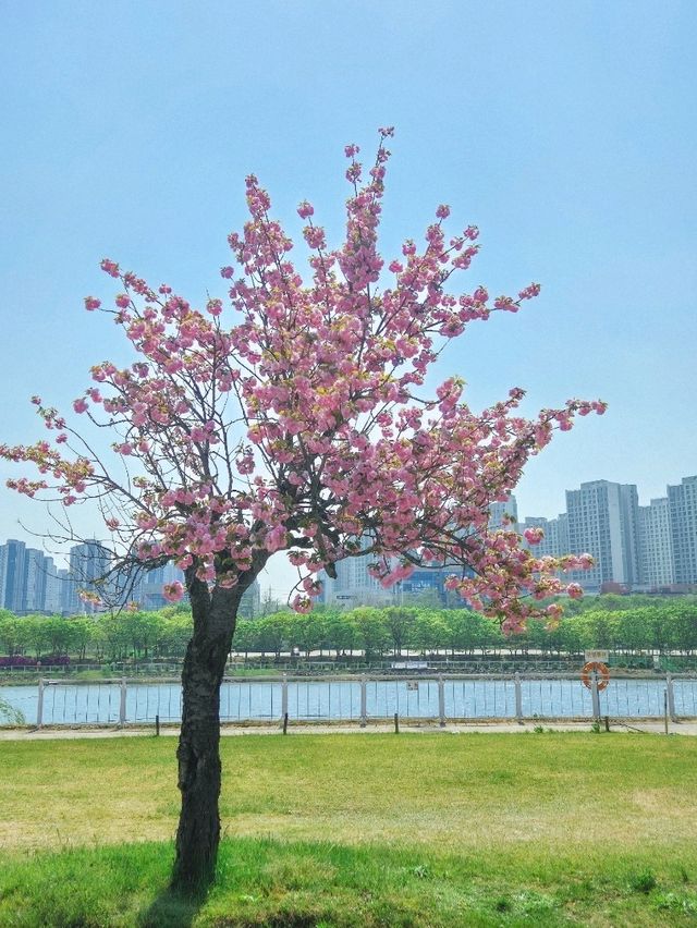 황홀한 겹벚꽃의 향연, 서울 근교 봄여행은 이곳이죠