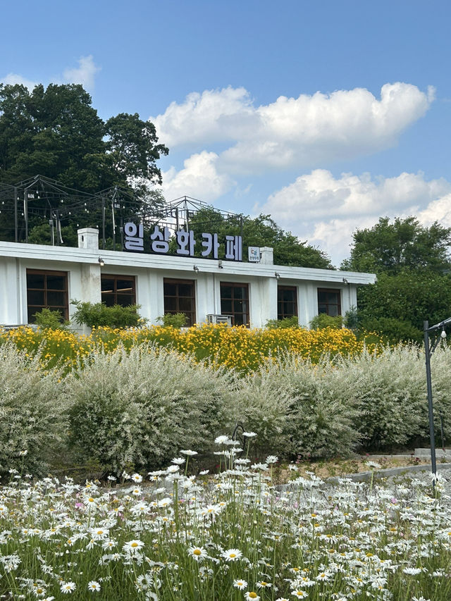 🏞️ 자연과 예술이 만나는 공간, 일상화카페