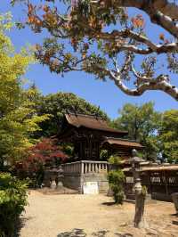 岡山｜在紫藤季再訪阿智神社 賞阿智大藤與抽彩色籤