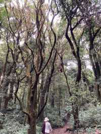 กิ่วแม่ปาน , เชียงใหม่