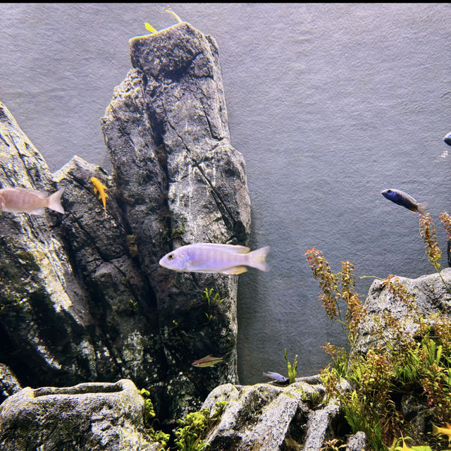🍃沖繩新水族館DMM Kariyushi 視覺聽覺觸覺感官體驗！