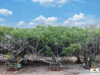 วัดประมวลราษฎร์ 