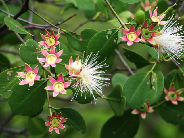 自然の美しさと静けさを感じる旅、スリナーク・クアンカン植物園へようこそ🌿🌺