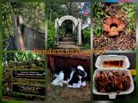 Kundasang's Best: Farm Fun, Rainforest Thrills & Wild Flavors!