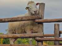 自然と羊に癒される、カオコーの隠れた楽園🐑🌿 #モーンケー #カオコー #癒しの旅