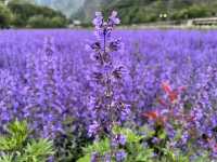   💜 Lavender Fields + Ancient Qiang Vibes at Yangliu Village