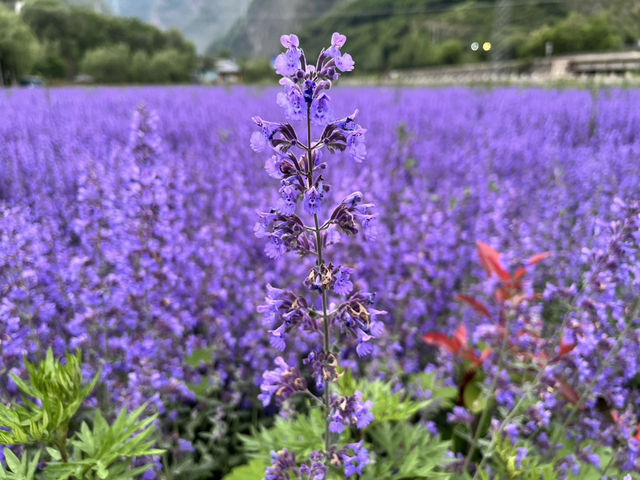   💜 Lavender Fields + Ancient Qiang Vibes at Yangliu Village