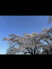 【高崎観音山】巨大観音と自然に癒される、静かな丘の休日
