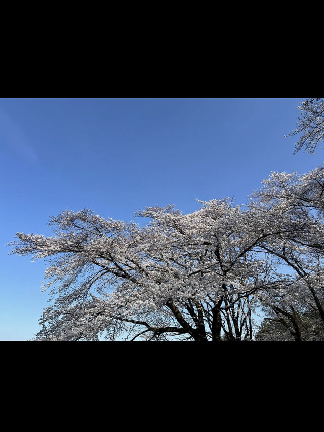 【高崎観音山】巨大観音と自然に癒される、静かな丘の休日