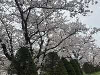 🌸 日本高山賞櫻實用指南🌸