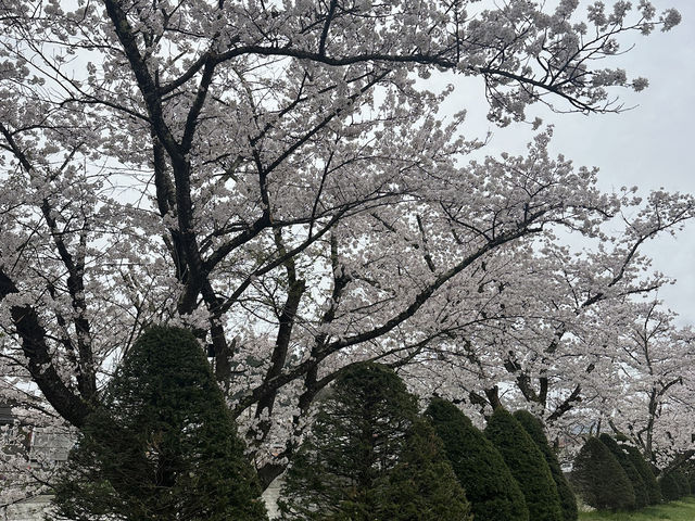 🌸 日本高山賞櫻實用指南🌸
