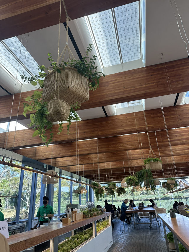 Jeju’s Innisfree Café & Green Tea Fields – A Dreamy Stop for Beauty Lovers and Nature Seekers