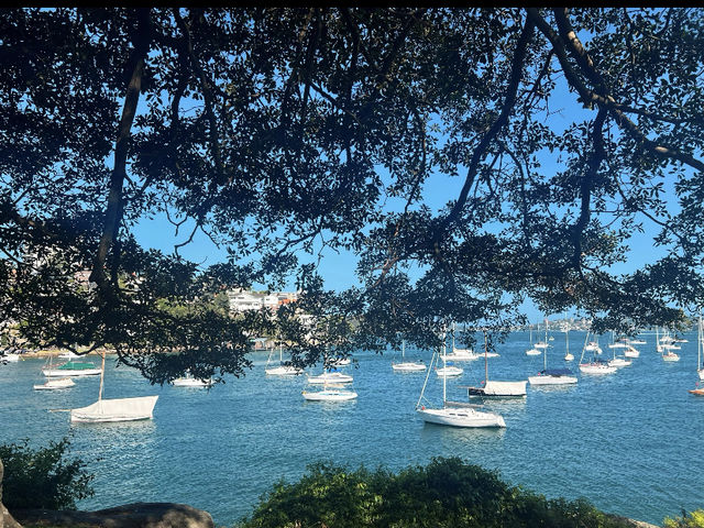 Sydney Stroll: Mosman Bay to Cremorne Point 🇦🇺🚶‍♀️