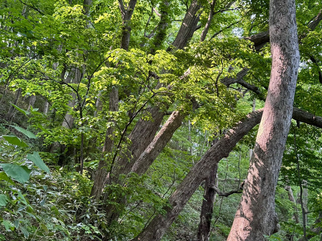 圓山公園登頂