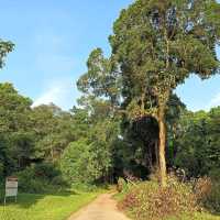 Bukit Brown Cemetery (Free historical walking site)