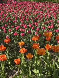 Daning Tulip Park