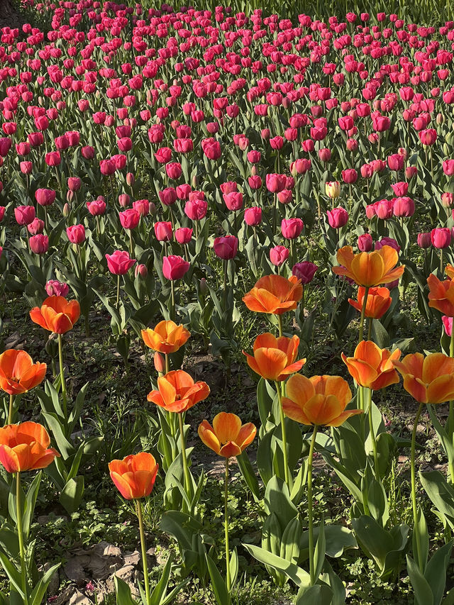 Daning Tulip Park