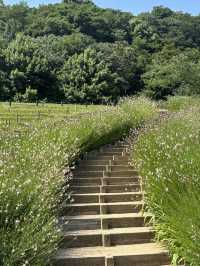 神戶布引香草園：花香世界的夢幻旅程 🌸🦋