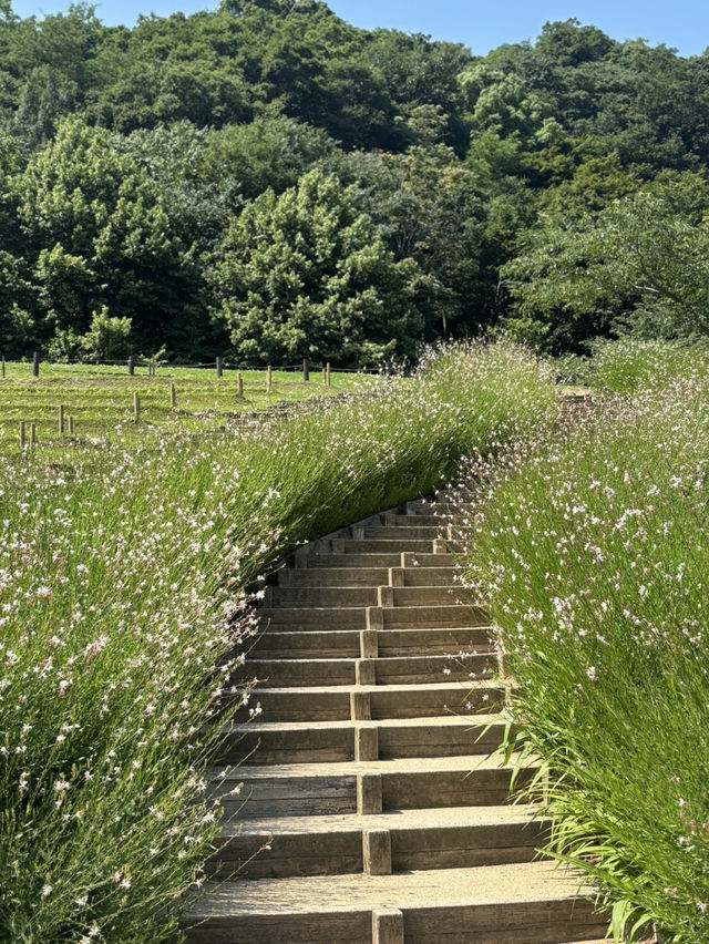 神戶布引香草園：花香世界的夢幻旅程 🌸🦋