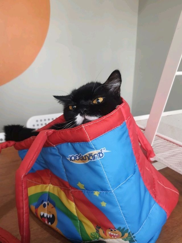 Catster by Kingdomoftigers พระประแดง
